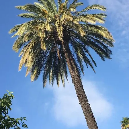 Dama D'elx Проживание в семье *